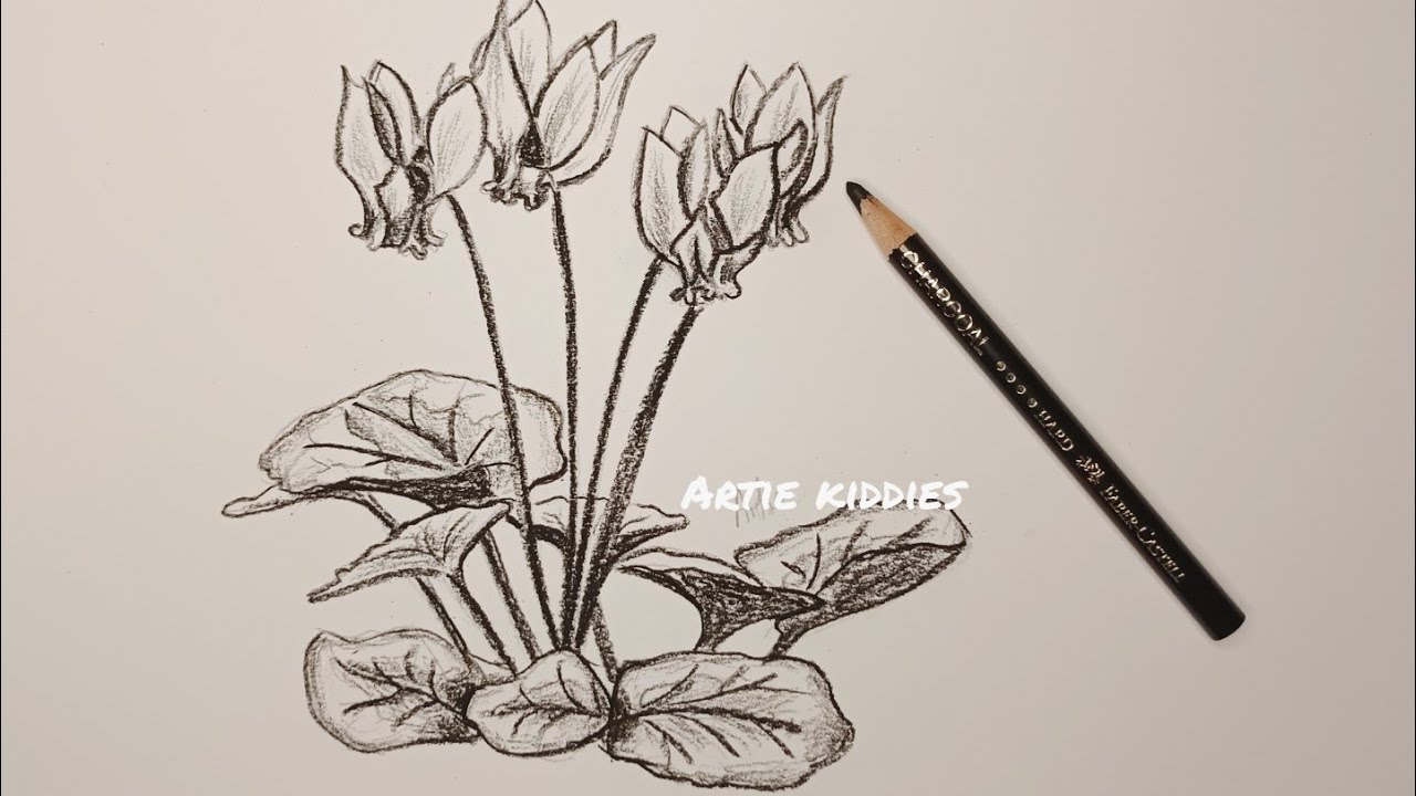 Drawing cyclamen flower with charcoal and pencil, how to draw