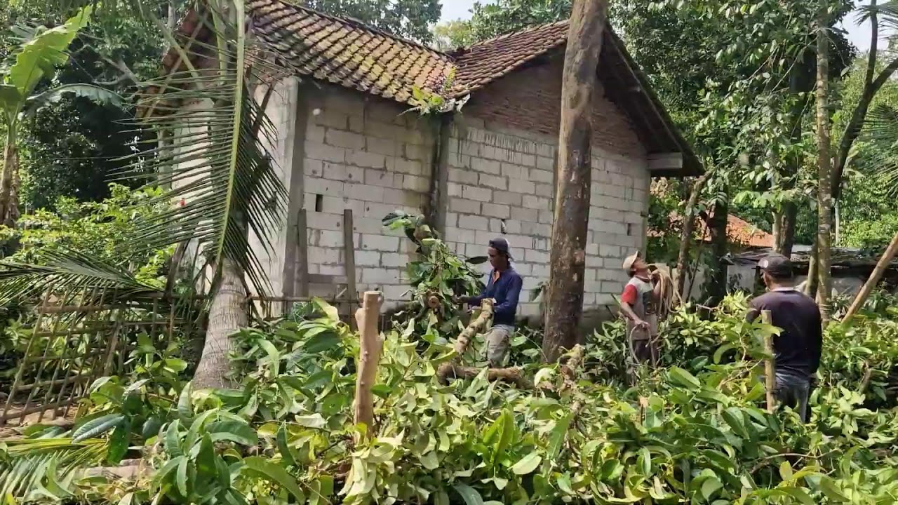 THE EXTRAORDINARY SKILLS OF WORKERS CUTTING TREE BRANCHES WITH VERY SHARP TOOLS!-agriculture farming