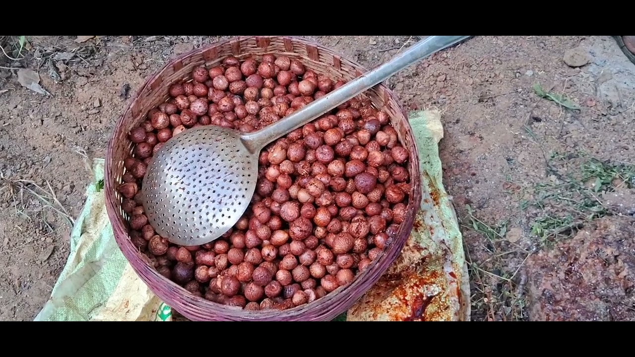 Areca Nut /Betel Nut Processing /How to Betelnut Processing in Home