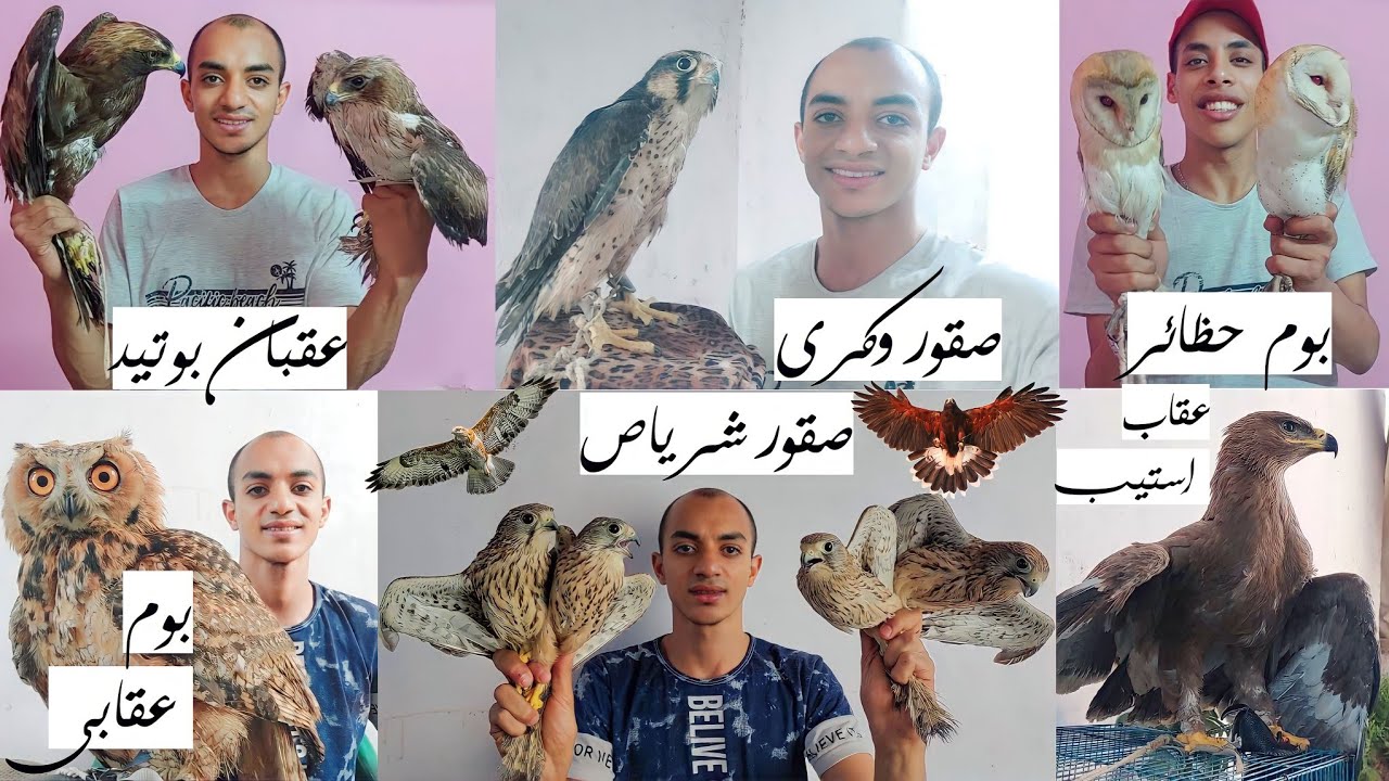 مزرعة اسلام كرم للطيور الجارحه🦅 بالاسعااار وارقام التليفون شاهين حر عقبان صقور حدايات حوامات بوم و