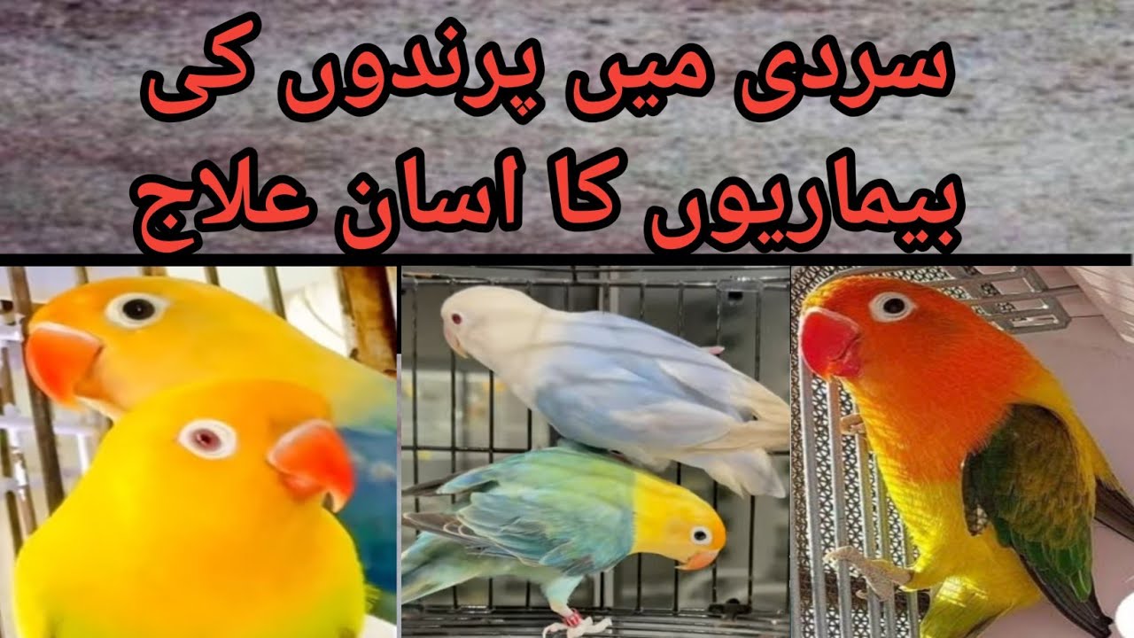 Birds Common Diseases and their solutions | lovebirds issues 