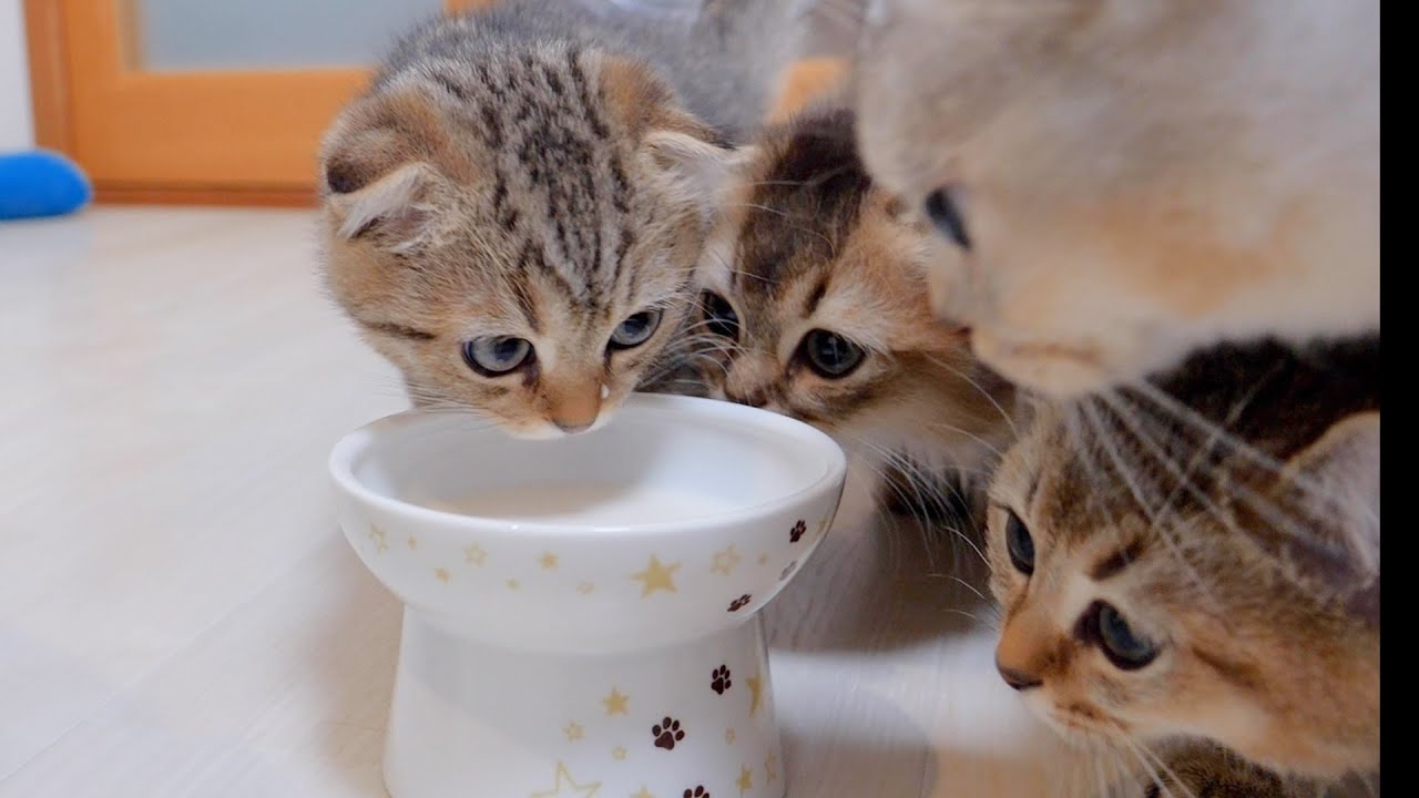 Реакция котят, когда я впервые дала им молоко, была такой милой.