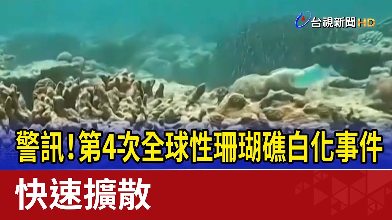 警訊！第4次全球性珊瑚礁白化事件 快速擴散