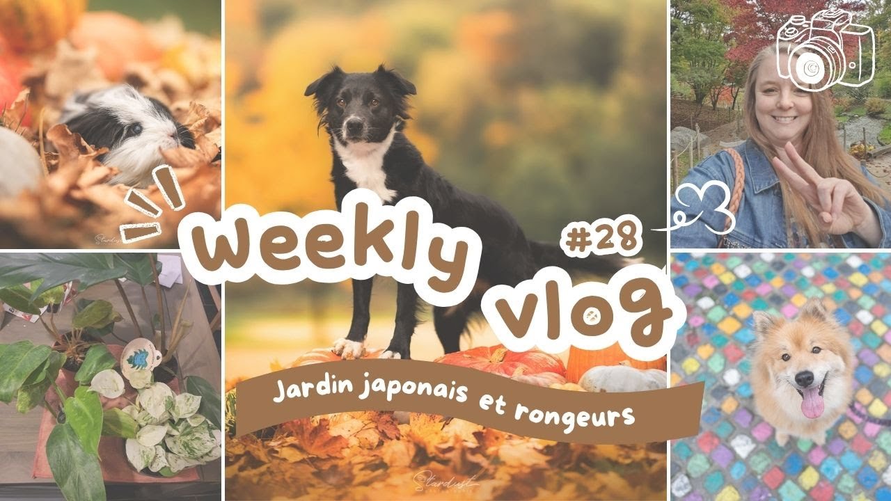 Weekly Vlog #28 : Je passe ma semaine dans la voiture!