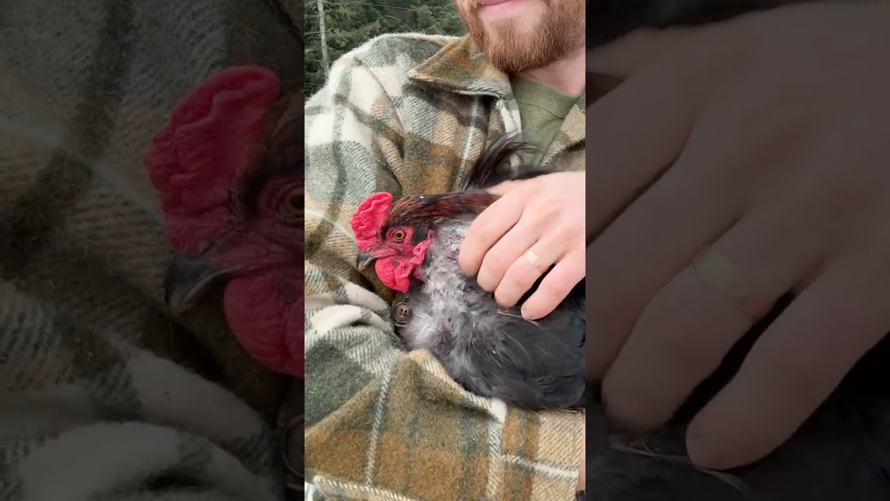 Removing Rooster Spurs 