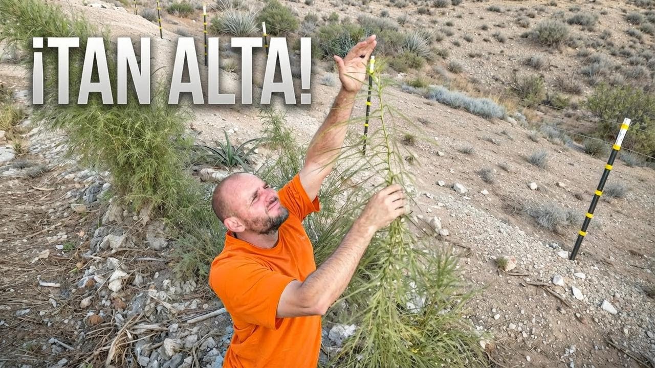 Cómo transformé el desierto en un bosque en solo 2 años