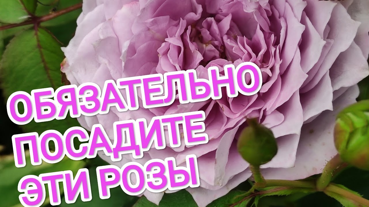 ОБЯЗАТЕЛЬНО ПОСАДИТЕ ЭТИ РОЗЫ. ШИКАРНЫЕ НОВИНКИ.