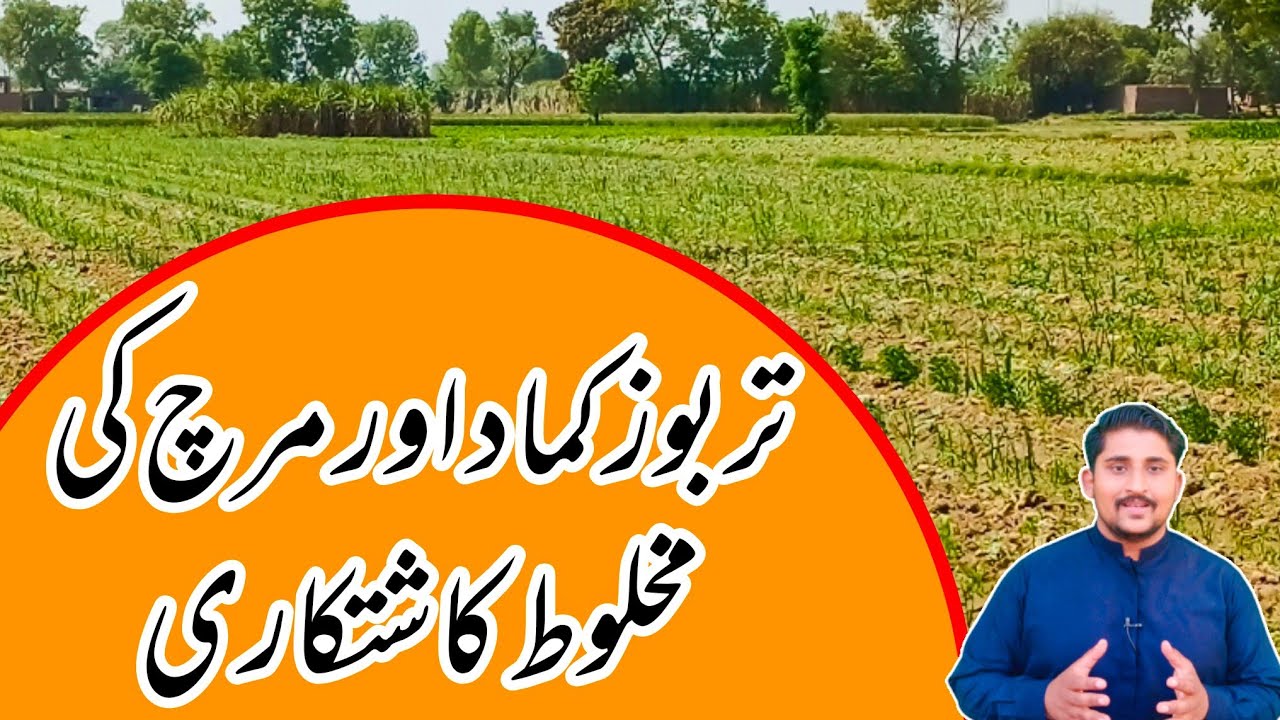 Intercrop of watermelon, chilly and sugarcane | how to cultivate sugarcane, chilly with watermelon