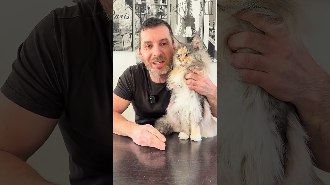Légumes aux chats ? Oui ou non ?!