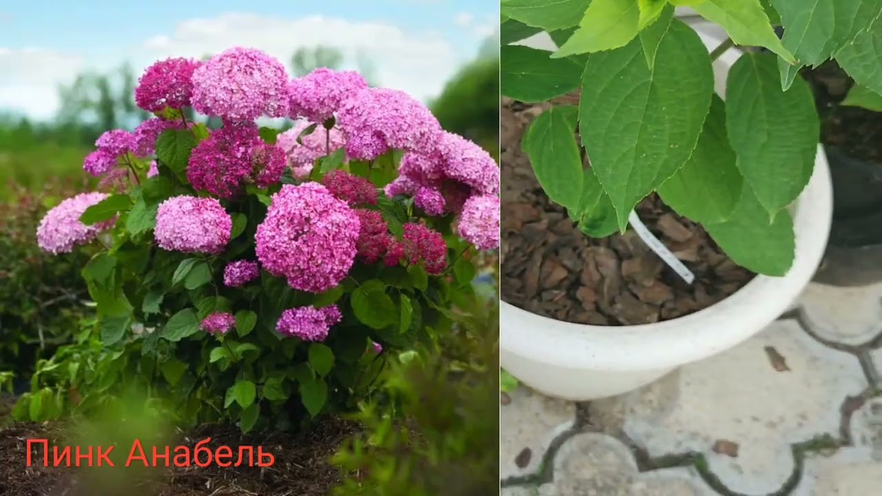 Долгожданное начало цветения роз. Кто же первый?