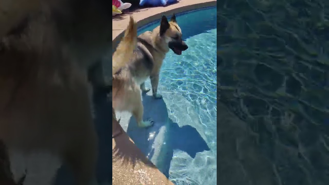 Not all German Shepherd Husky likes to swim. #dogs #pets #cutestdog