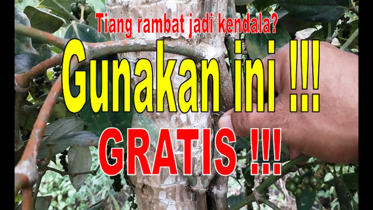 Budidaya Lada. Tiang Rambat Lada. Super Kokoh. HANJUANG BESI HIJAU