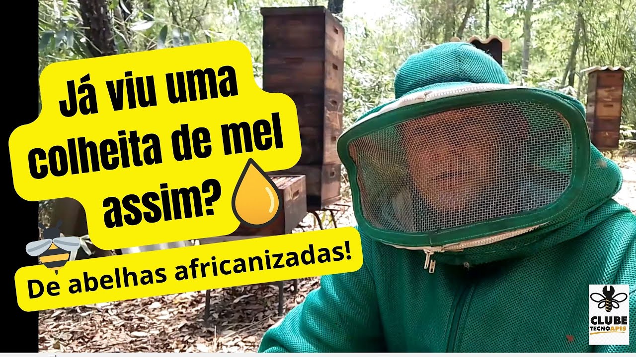 JÁ VIU UMA COLHEITA DE MEL ASSIM? COM ABELHAS AFRICANIZADAS?