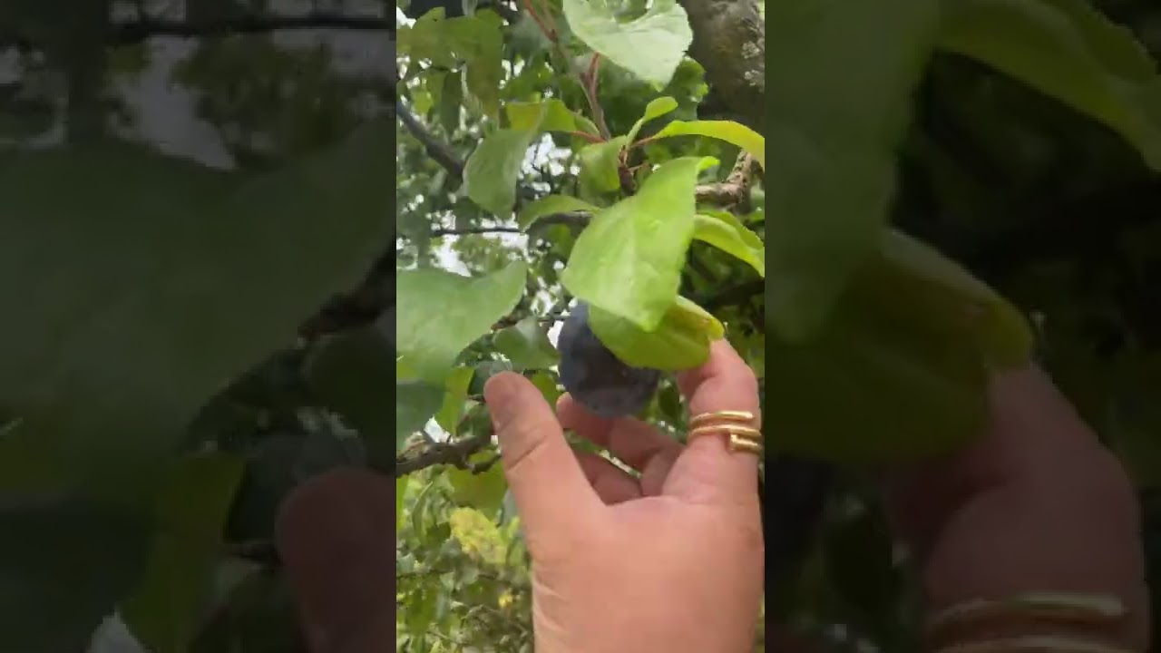Fresh Plum from the Tree | Frische Zwetschgen | Filipinosin Germany #shorts