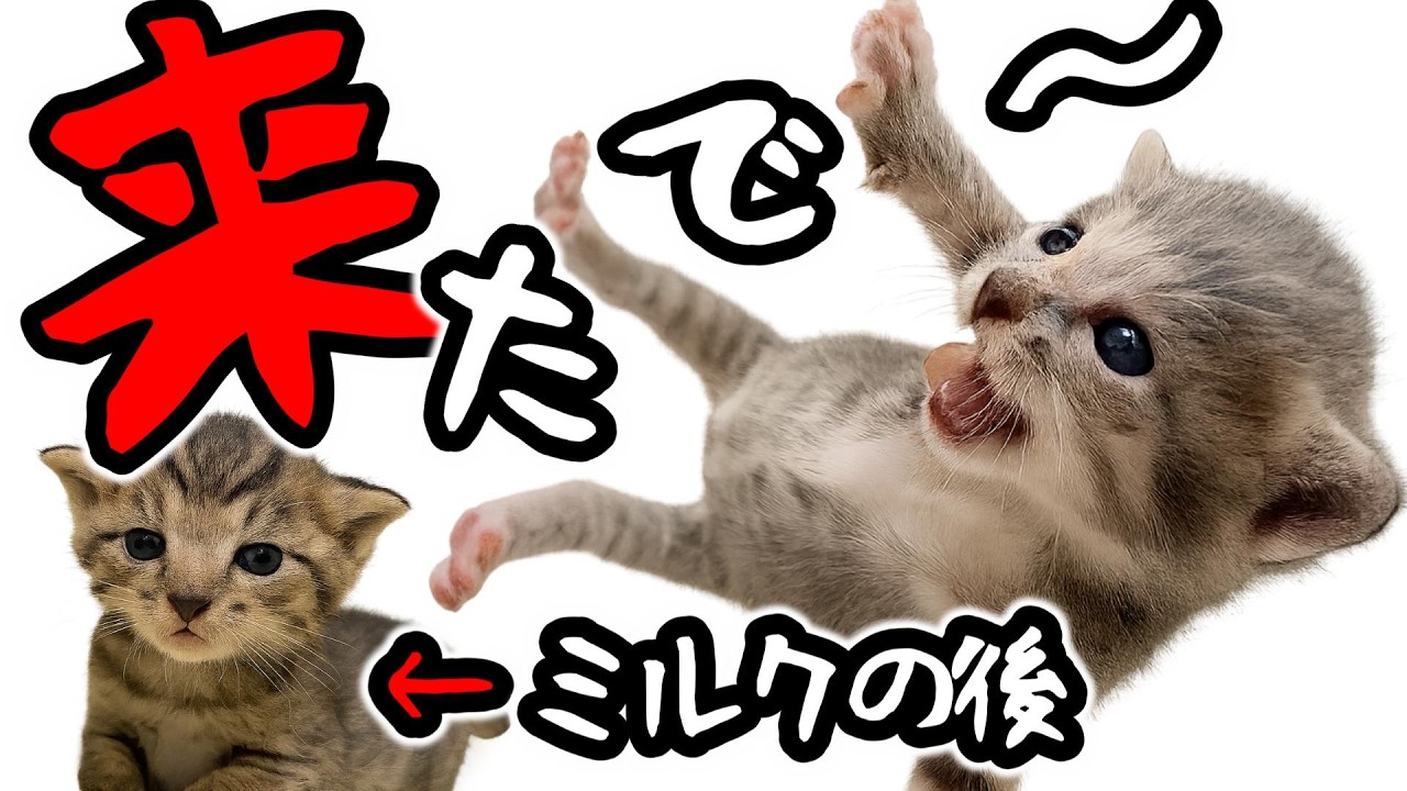 ミルクをイッキ飲み飲み終わりの顔がキョトンすぎてかわいすぎる【保護猫生活1日目】