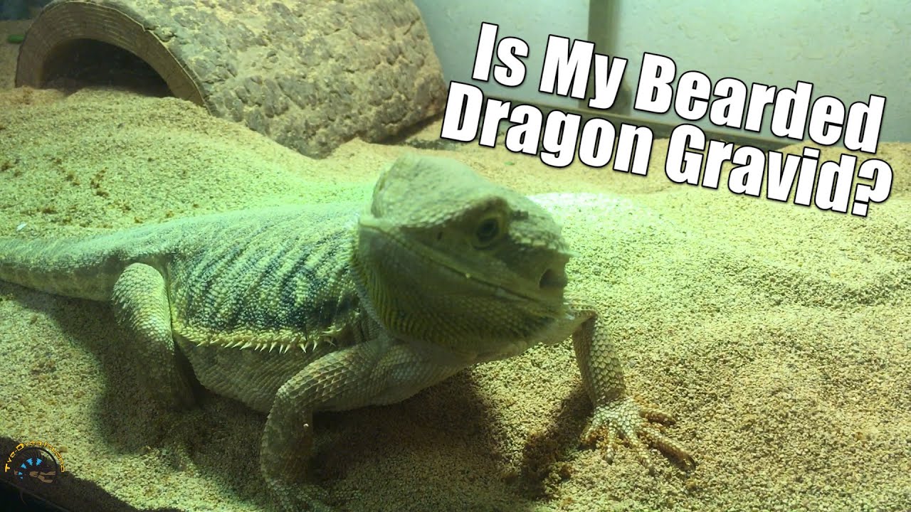 How To Tell if Your Beaded Dragon is Gravid and Ready to Lay Eggs!
