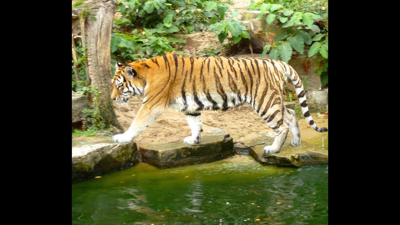 ZOO Antwerp Belgium