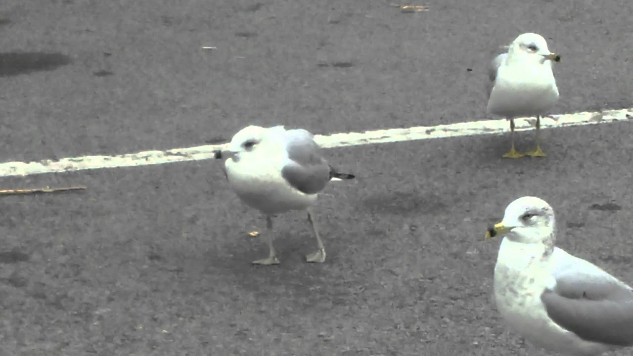 McSeagull's