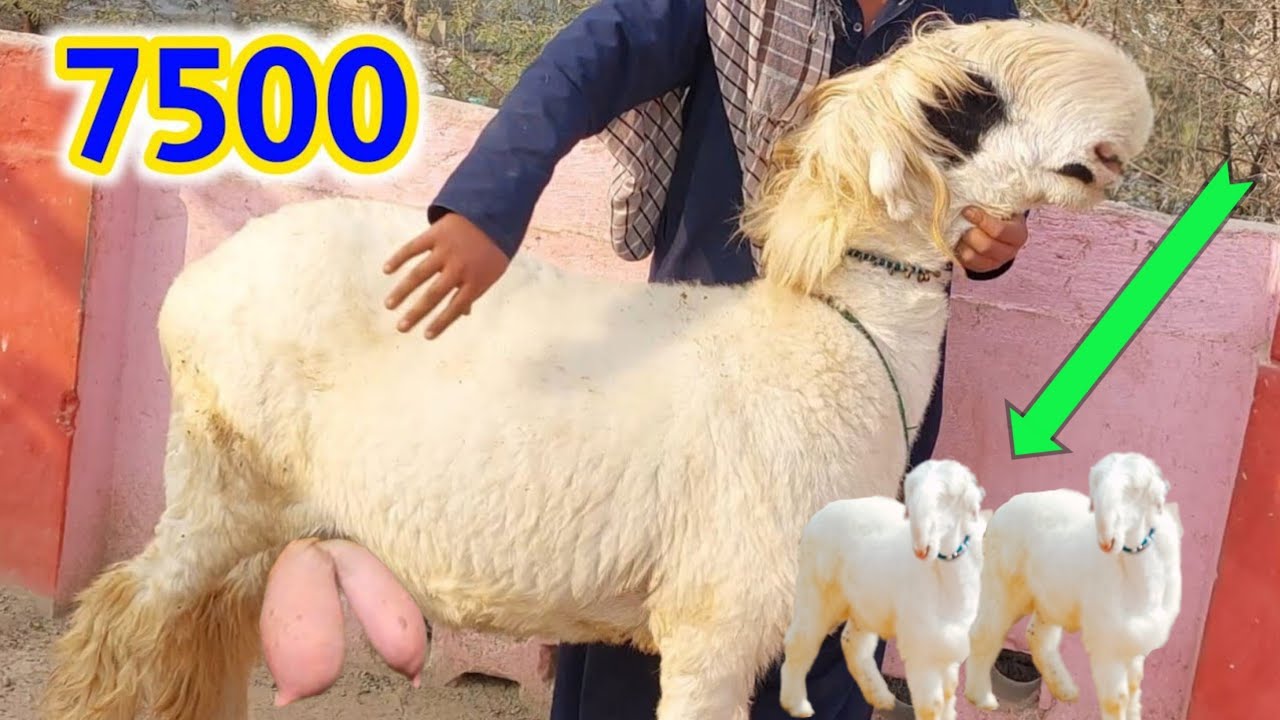 ڈیرہ غازی خان بدھ والی منڈی I سلطان بریڈ کی بھیڑیں 🔥 کم خرچ، زیادہ منافع|🐑 | پہچان، قیمت، دودھ، بچے