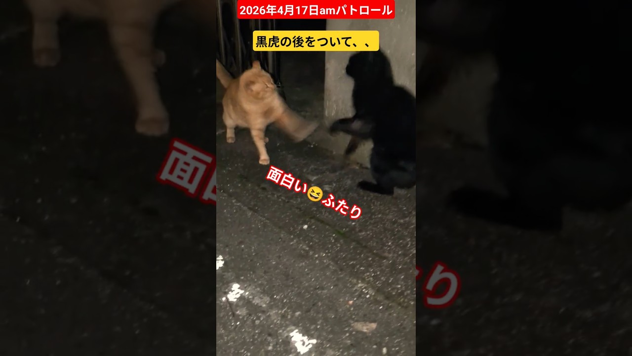 【2026年4月17日amパトロール🚓】黒虎はどこに帰る？後をついて行ってみました☺️チビがいると嬉しいコナン😍