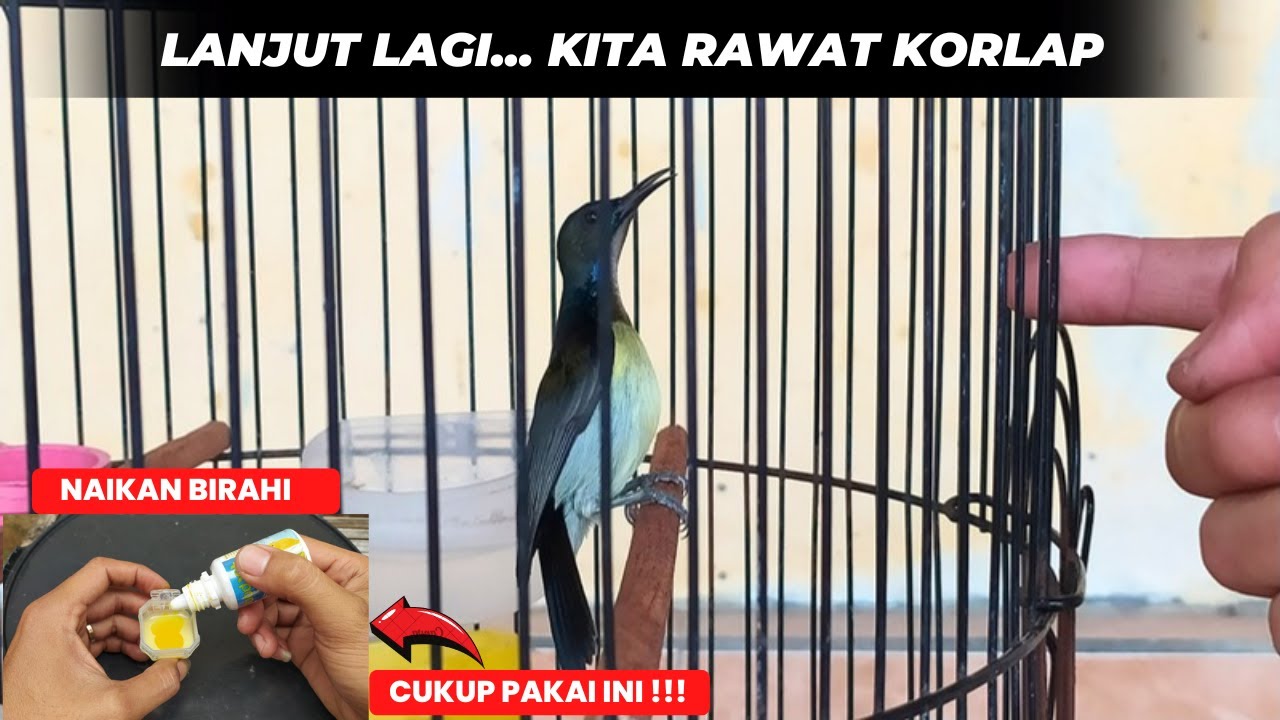CARA NAIKAN BIRAHI KORLAP TANPA DOPING❗CUKUP BEGINI SAJA❗