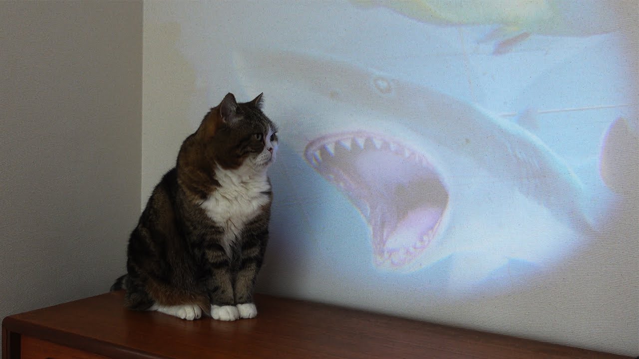 プロジェクターで図鑑を見るねこ。-Cats look at pictures on a projector.-