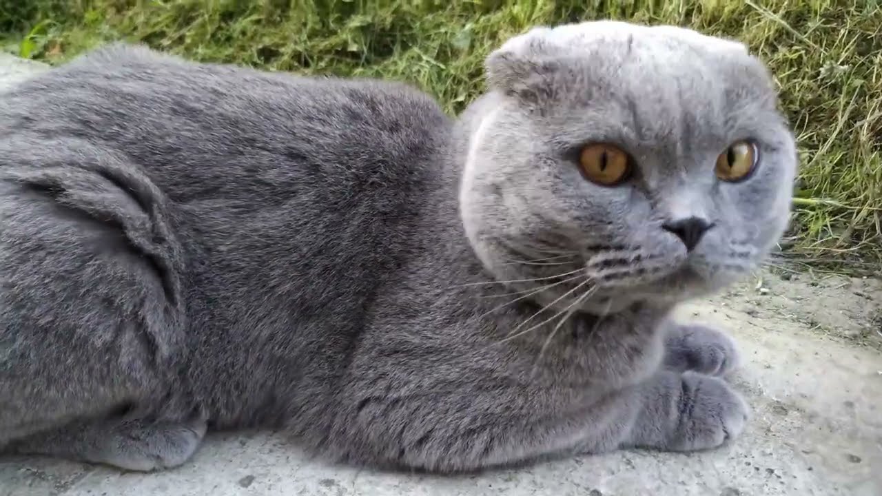 Шотландський весловухий кіт  Сем  СКОТТІШ - ФОЛД  Scottish fold