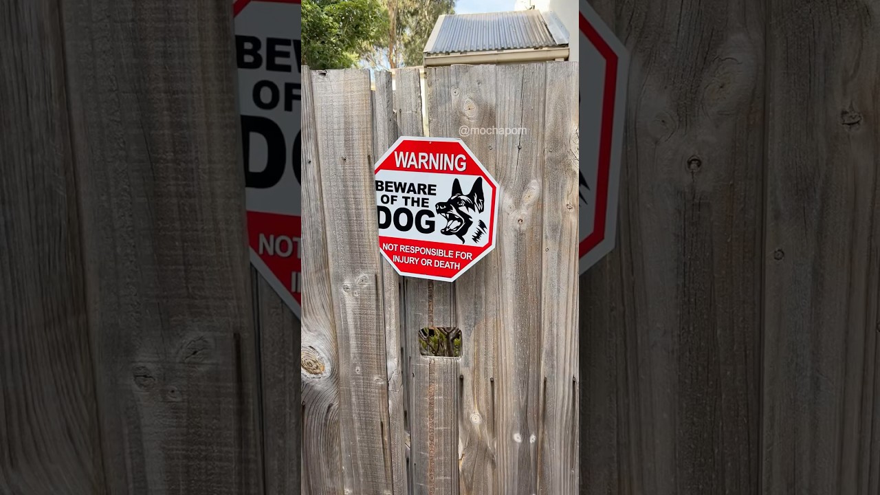 This is why you should take &ldquo;beware of the dog&rdquo; signs seriously 😩 #dog #shorts