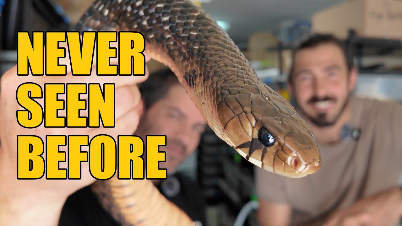 Inside This INSANE Indigo Snake Collection!