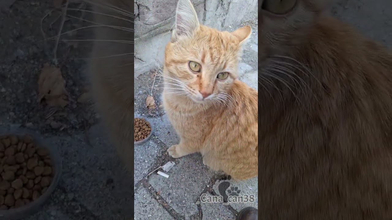 Çirkin kedi gördünmü #pazar #cats #kedi #katze #gato #asmr #बिल्ली #猫 #dua #destek #keşfet #merhamet