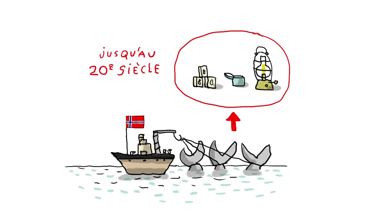 Pourquoi les japonais chassent-ils la baleine ? (EP. 693) - 1 jour, 1 question