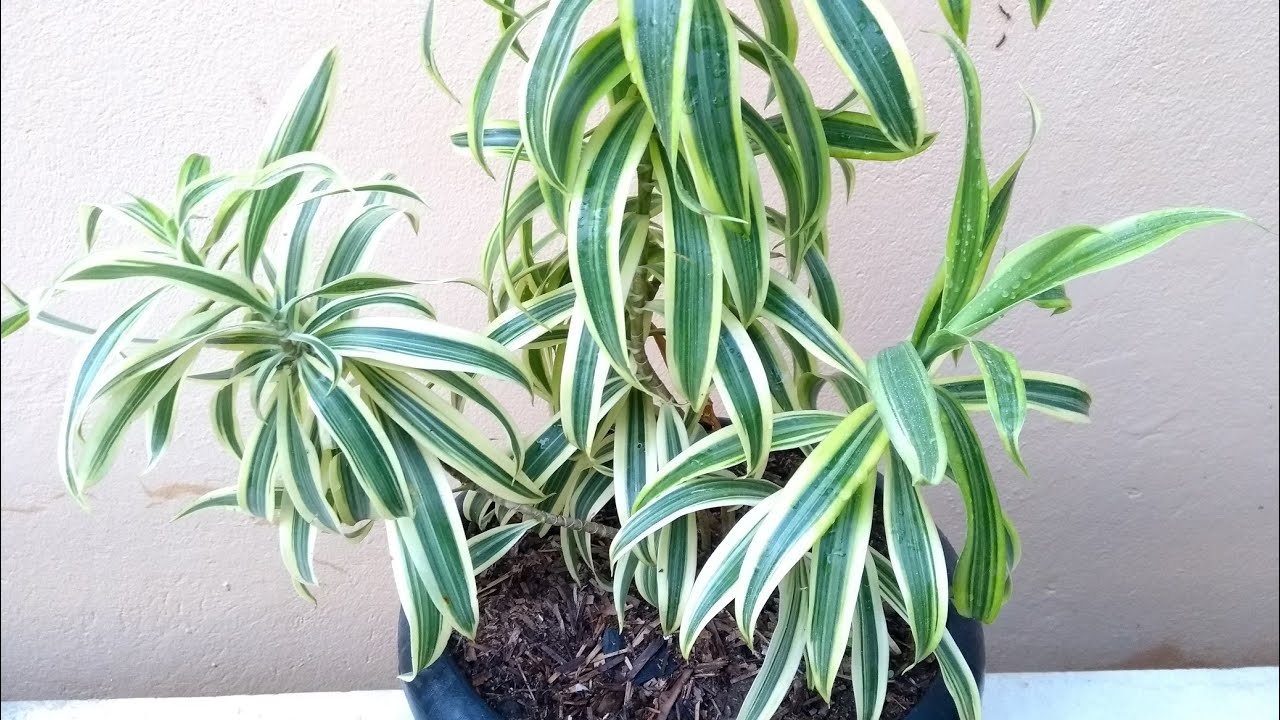 Pleomele  (Dracena Reflexa) como plantar e cuidar