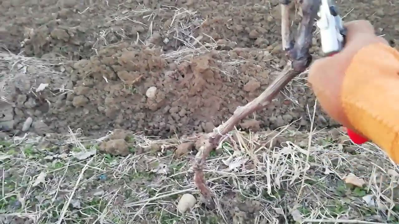 Pruning a Grape Vine for a Healthy Harvest 🍇 #VineyardTips #GrapevineCare