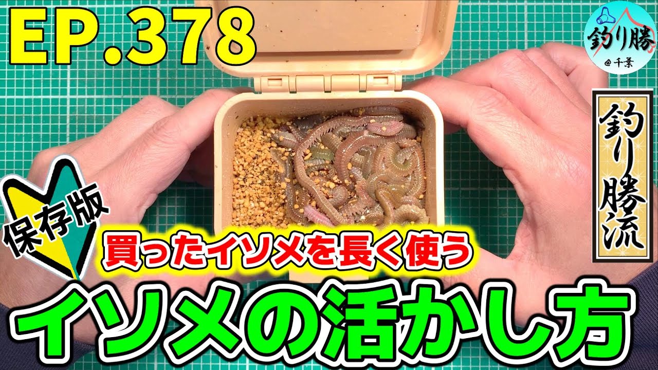 EP.378 余ったイソメは捨てないで！翌週に使える方法があります