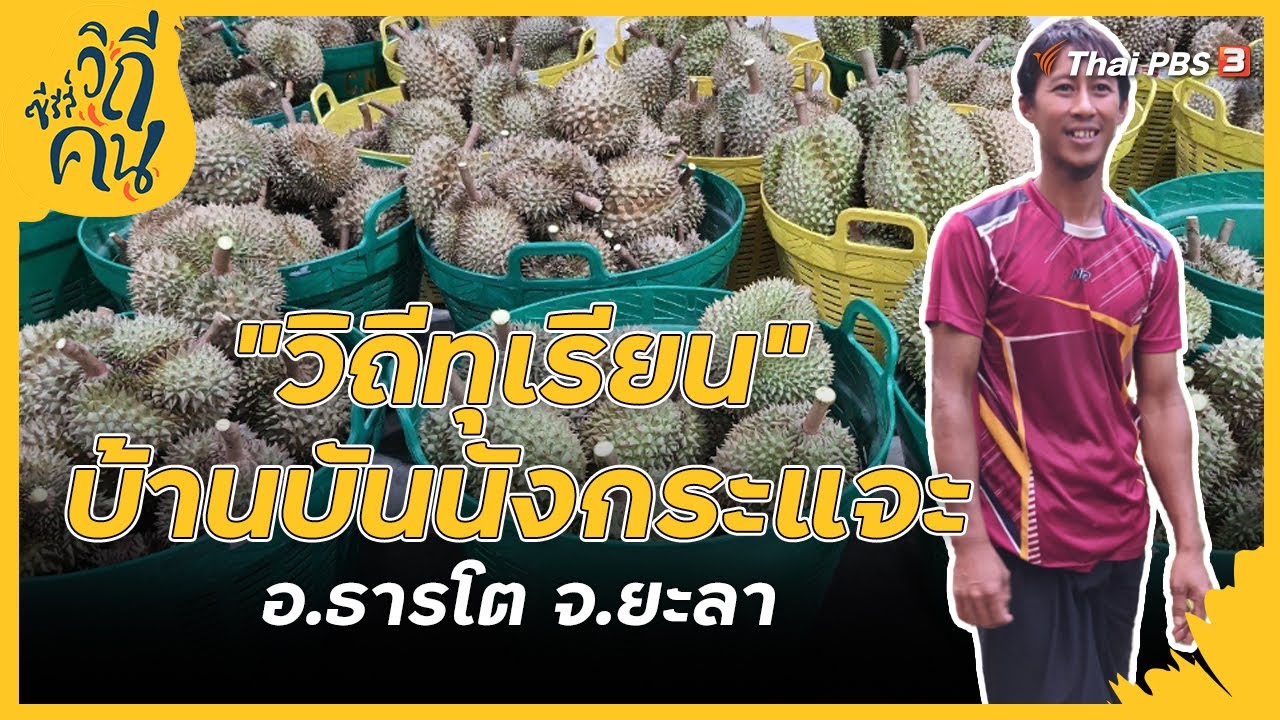 วิถีทุเรียน บ้านบันนังกระแจะ อ.ธารโต จ.ยะลา | ซีรีส์วิถีคน [CC]