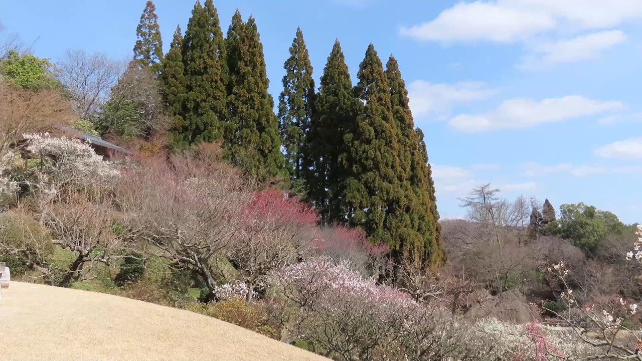 三景園の梅と春の花レポート　2026/3/8  　#梅の花 　#広島空港　#撮影   Sankeien Garden Hiroshima　寒アヤメ、カンザキアヤメ、オウバイ、椿、山茶花、馬酔木