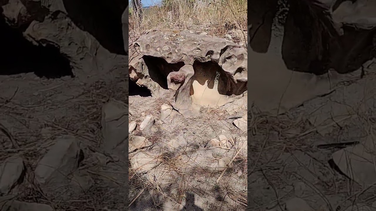 o pé árvore que e. conhecido como manisobra #natureza #natureza