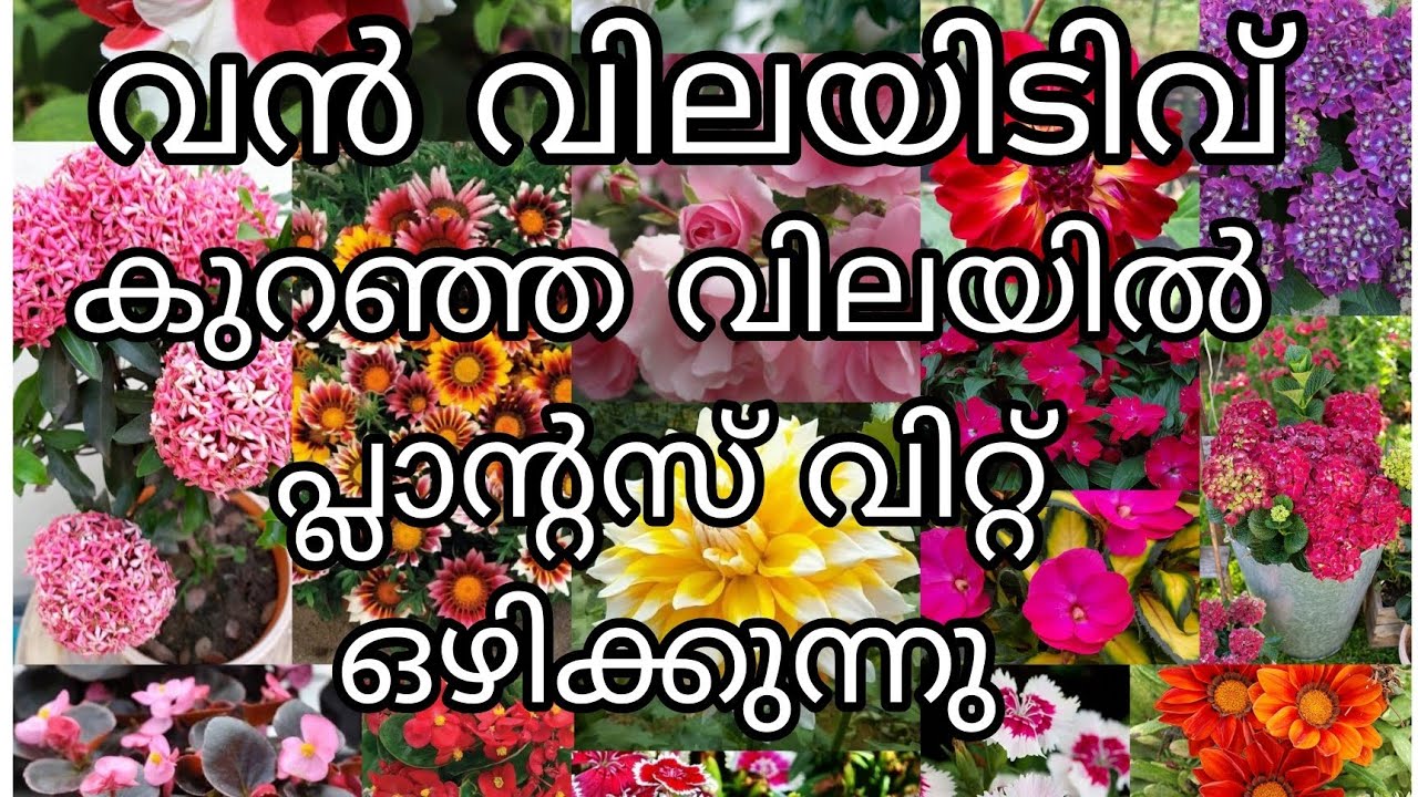 വൻ വിലയിടിവിൽ പ്ലാന്റസ് വിറ്റ് ഒഴിക്കുന്നു 😱😱😱