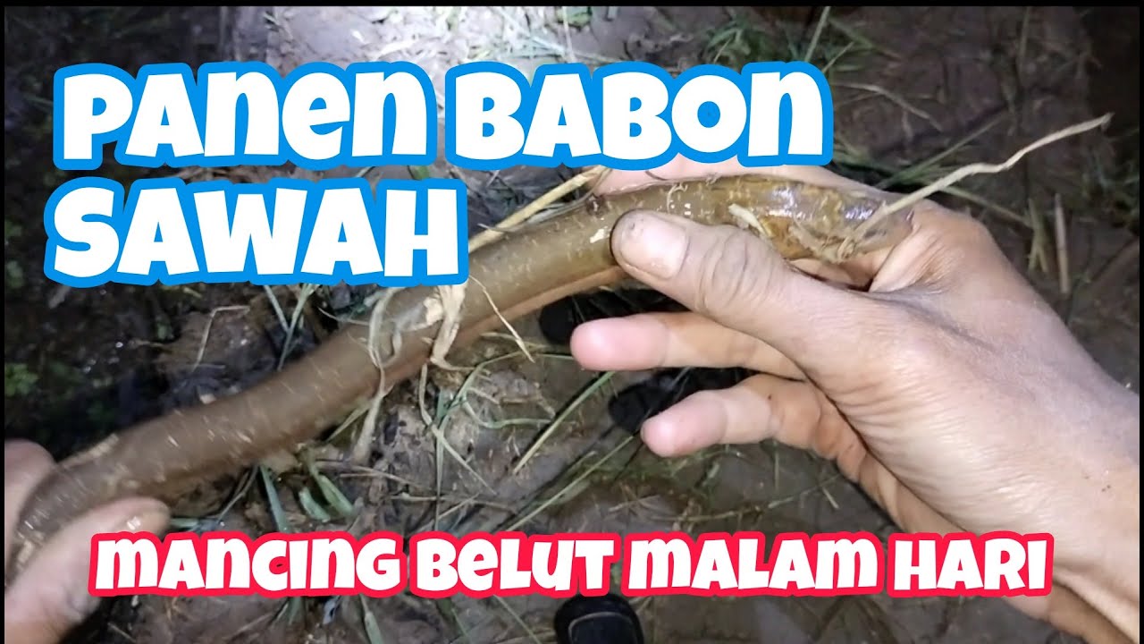 PANEN BABON SAWAH | NGUREK | Gunlar Channel