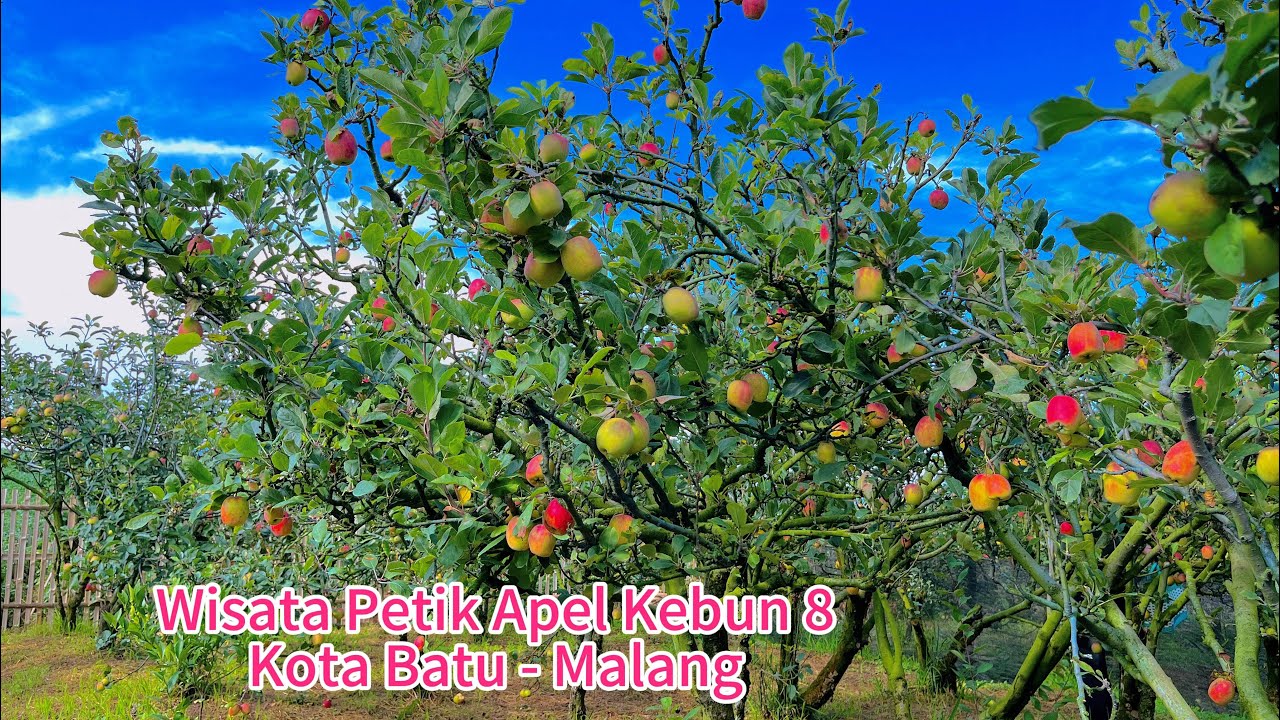 WISATA PETIK APEL DI KEBUN 8 KOTA BATU - MALANG