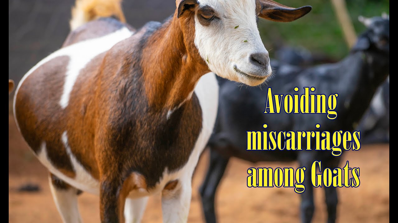 How to avoid miscarriages in your goats