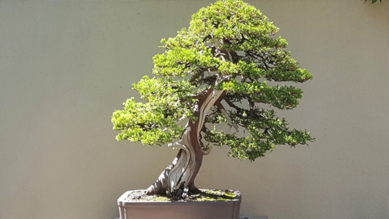 A Gallery of Trees: Living Art of Pacific Bonsai Museum
