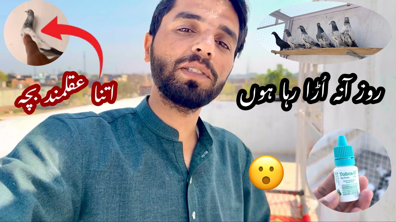 Parwazi chat 
