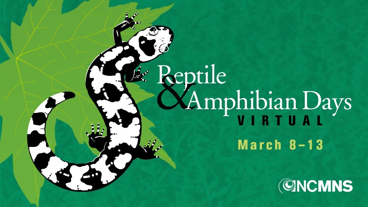 The Herpetology Research Collections at the North Carolina Museum of Natural Sciences: An Invaluable
