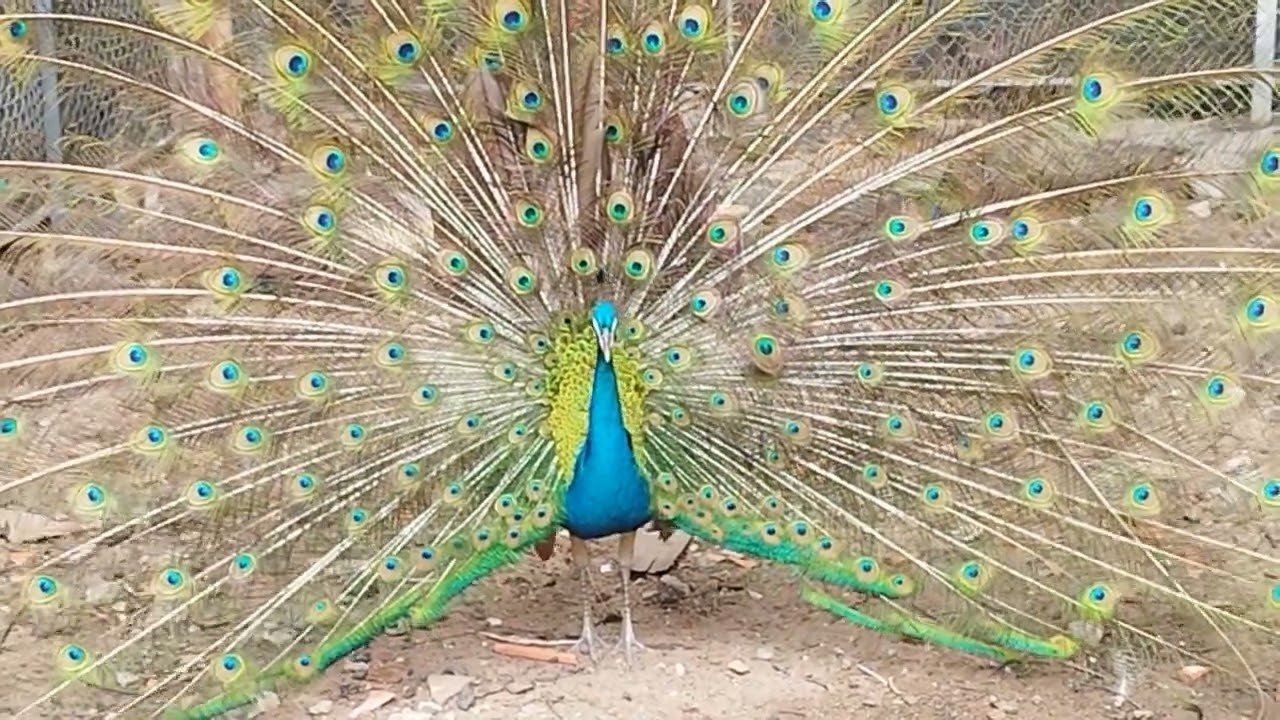 Very Nice Peacock Run and Performing His Body Chasing   on Thursday, June 19,2025