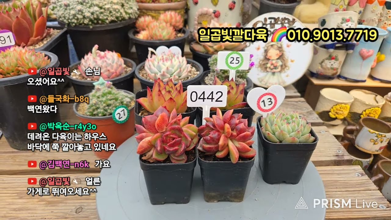 🌈일곱빛깔다육농원💗화요,2시💥라이브방송💥