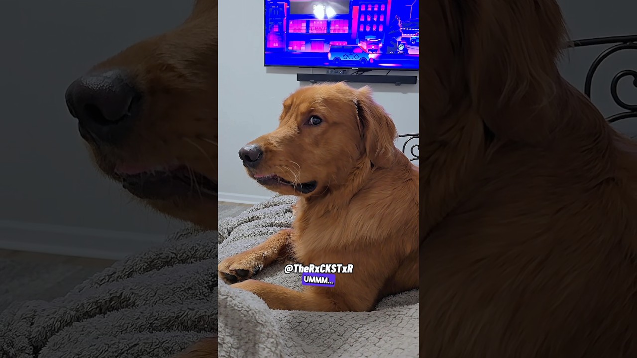 Он не очень хорошо воспринял эту новость! &mdash; закадровый голос RxCKSTxR