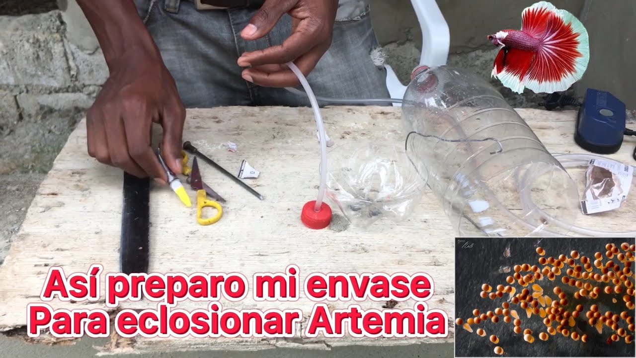 Como preparar un envase para eclosionar Artemia