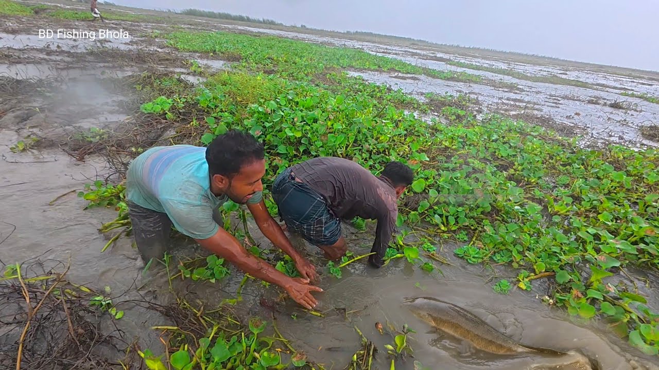 বন্যার মধ্যে বিশাল চরের খালে অভিনব কৌশলে মাছ ধরা || Unbelievable Fish Catching in Flood 