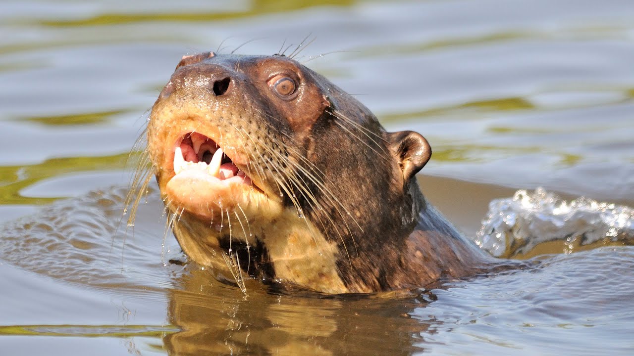 Chapter 1- Northern Pantanal, Brazil